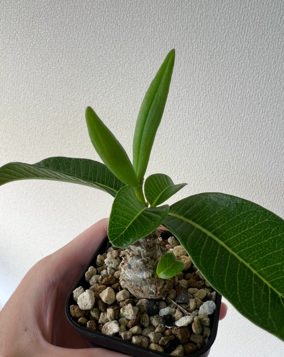 2025.9成長 の画像