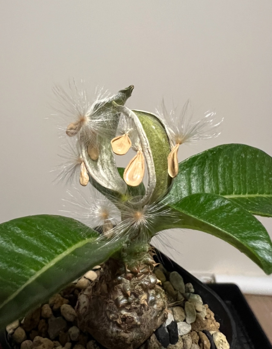 2025.9自家採取 の画像