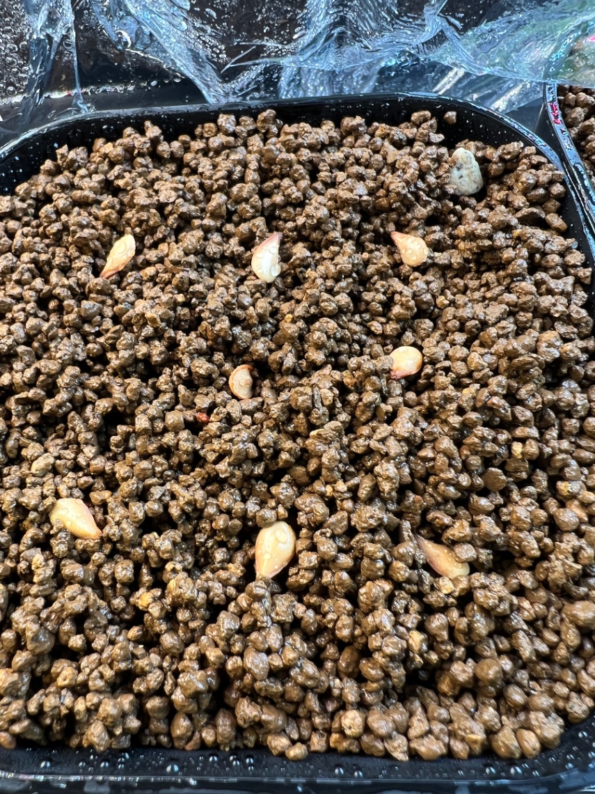 2025.9播種 の画像