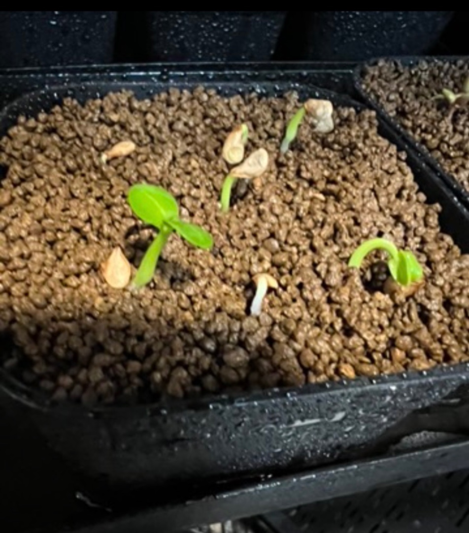 2025.9孫誕生 の画像