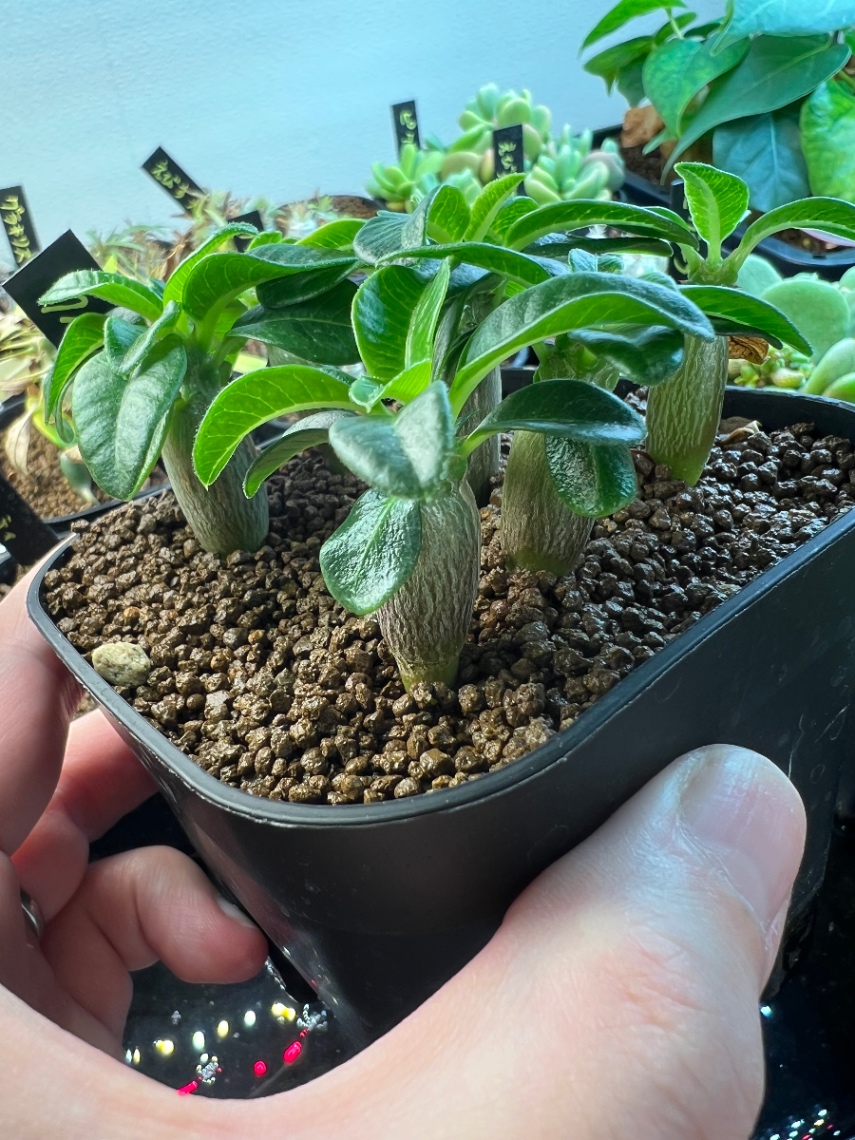 2025.12孫 の画像