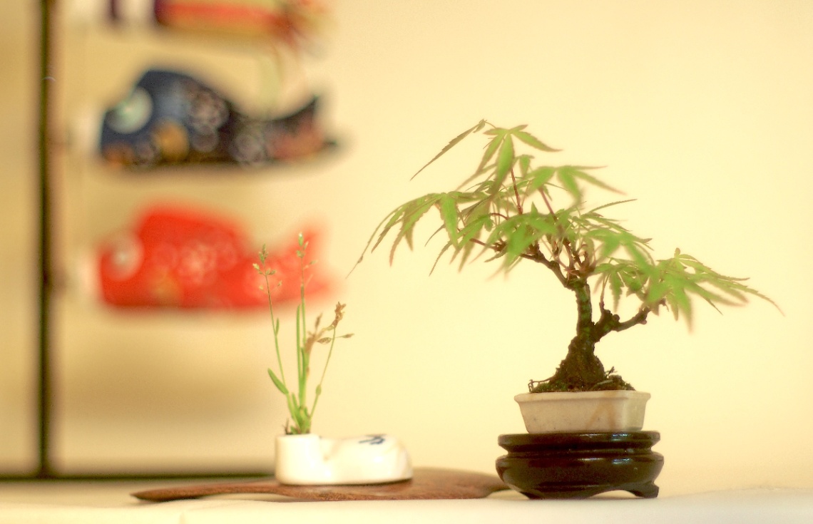 #ツイ盆展 53回に飾った時の舞姫 の画像