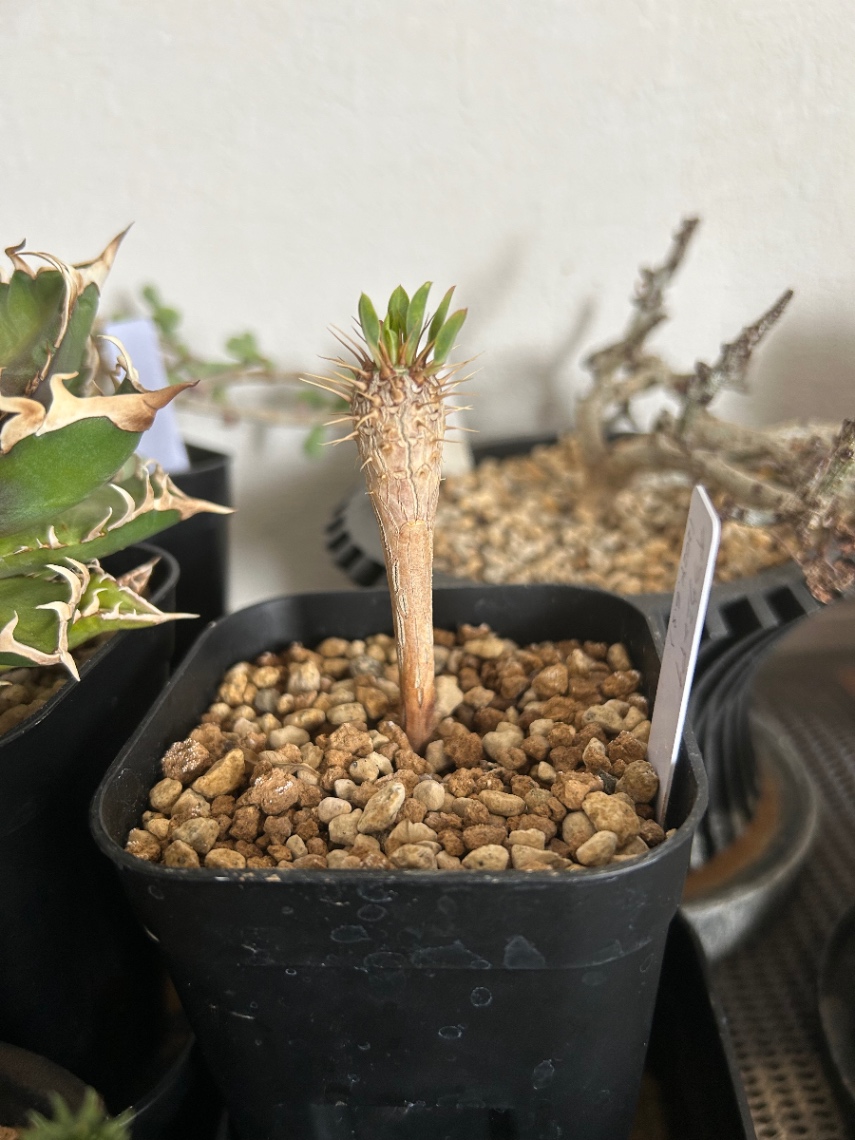 2025年6月25日 の画像