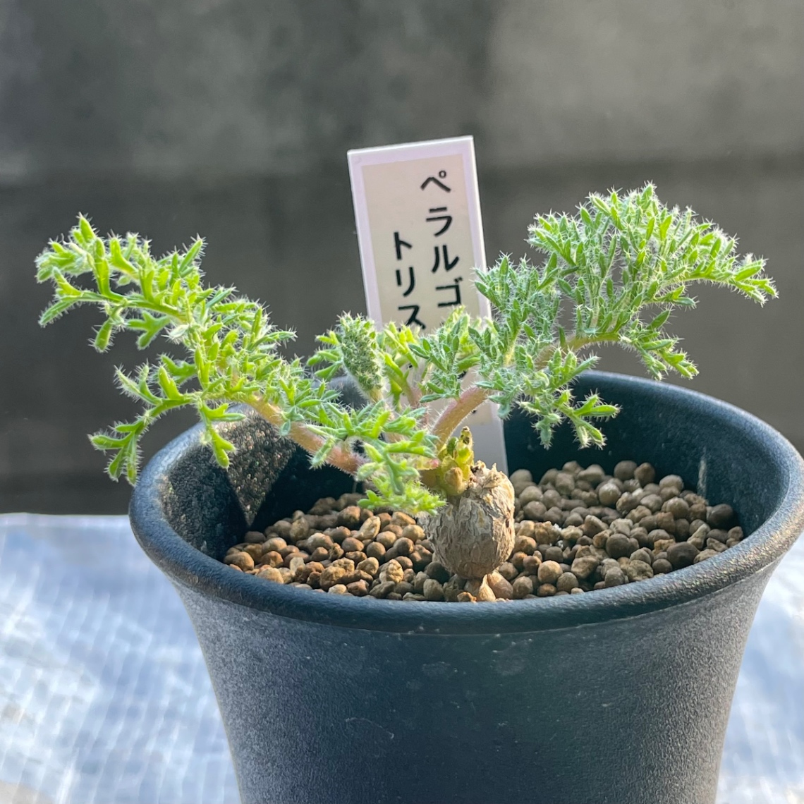 2023/12/23 の画像