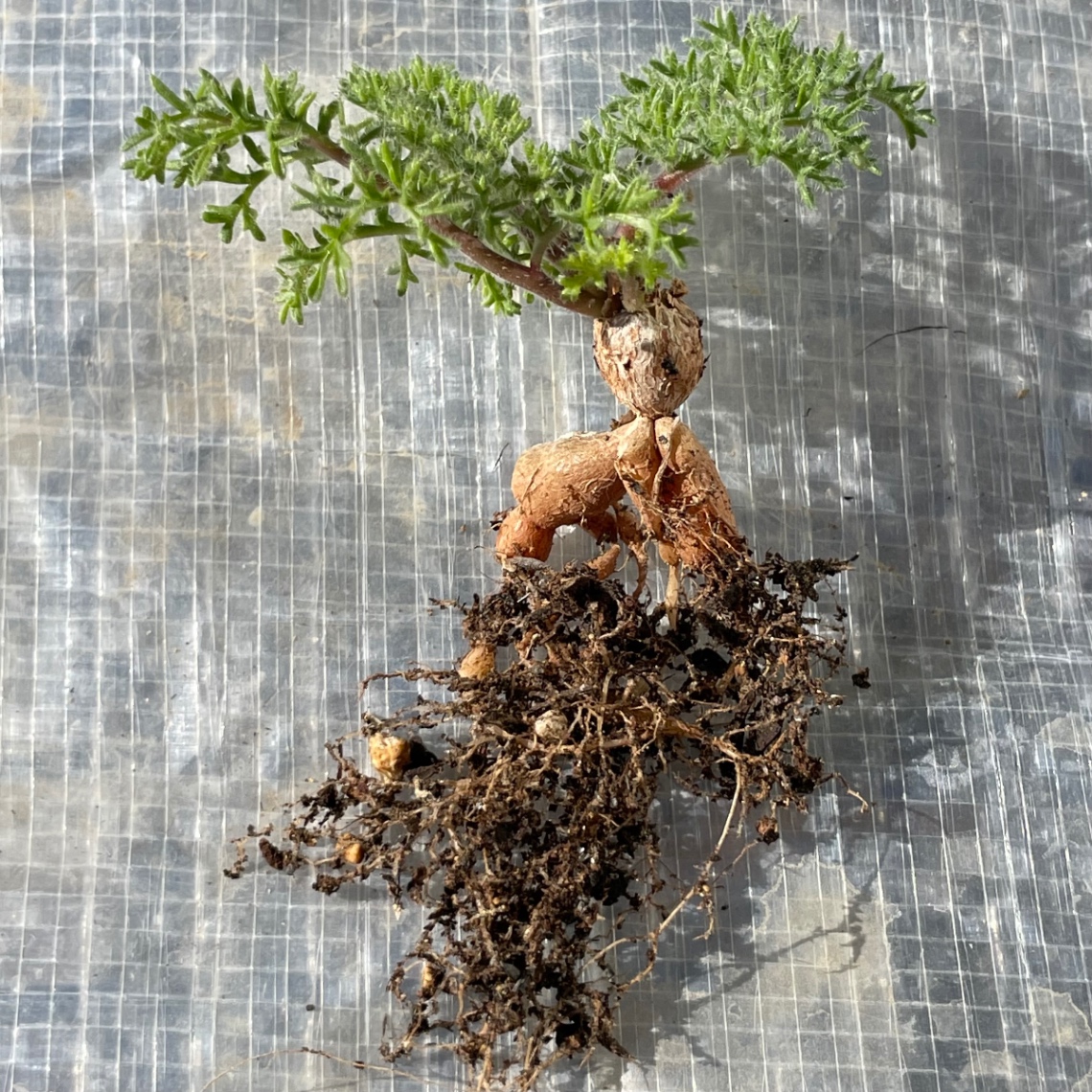 2024/01/12 の画像