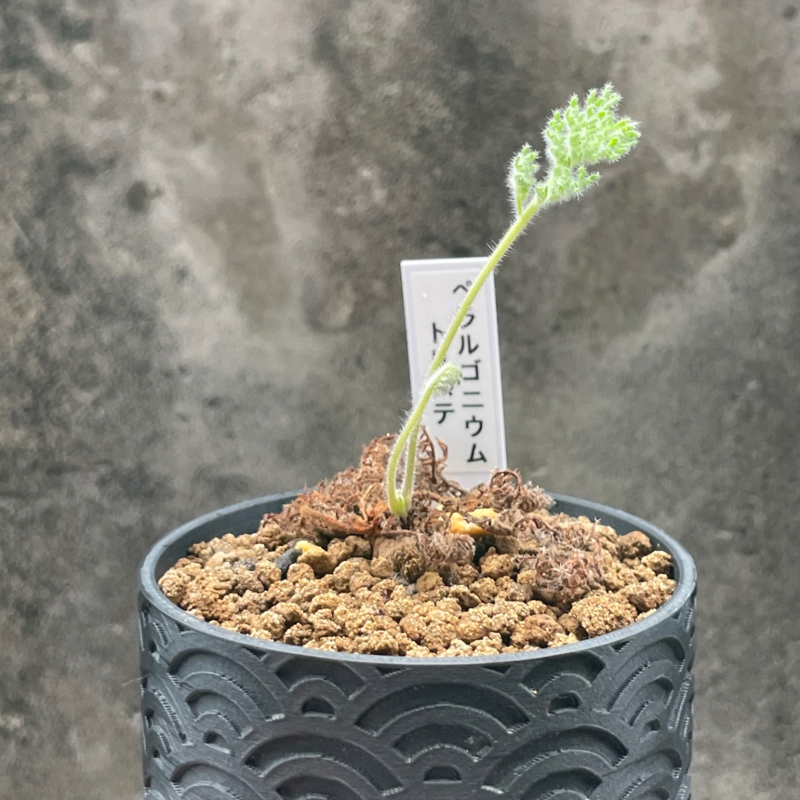 2024/10/18 の画像