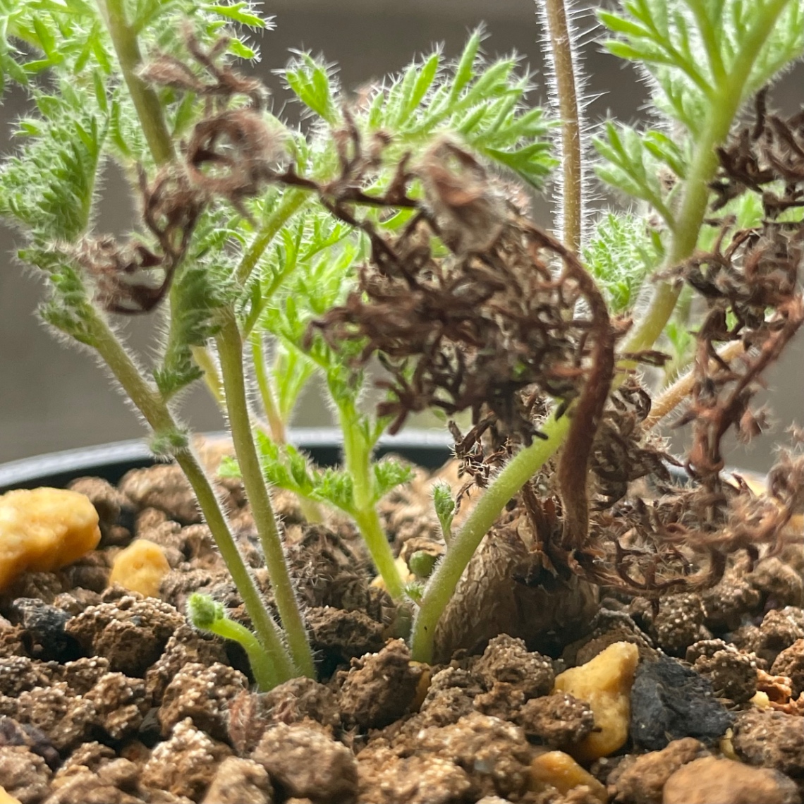 2024/11/11 の画像