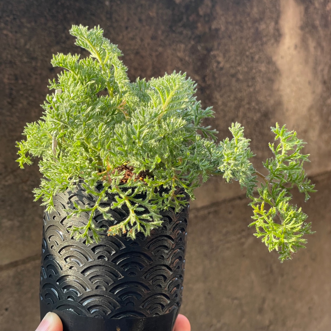 2025/03/23 の画像