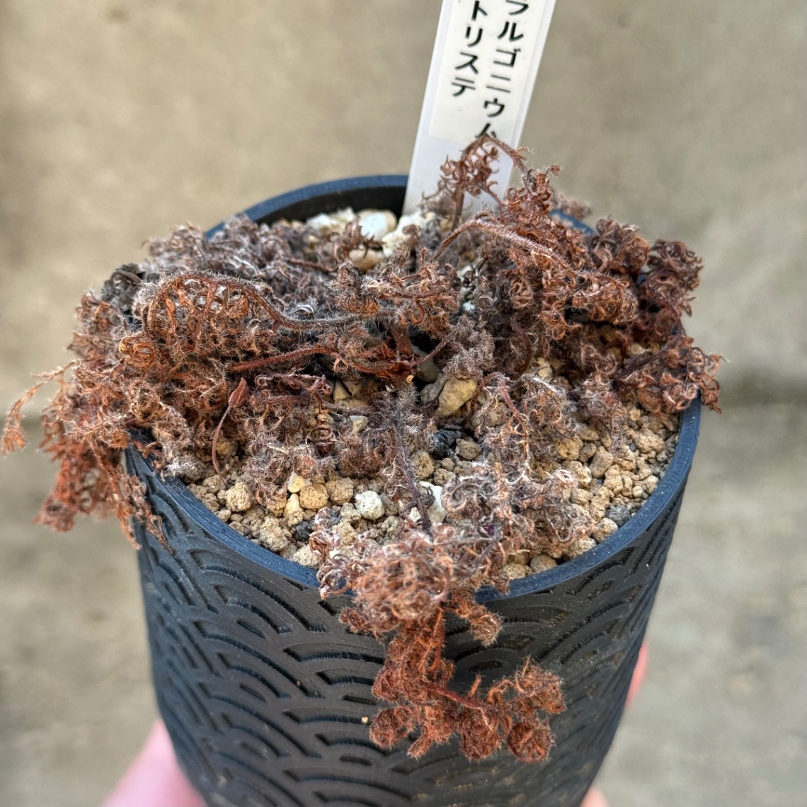 2025/09/24 の画像