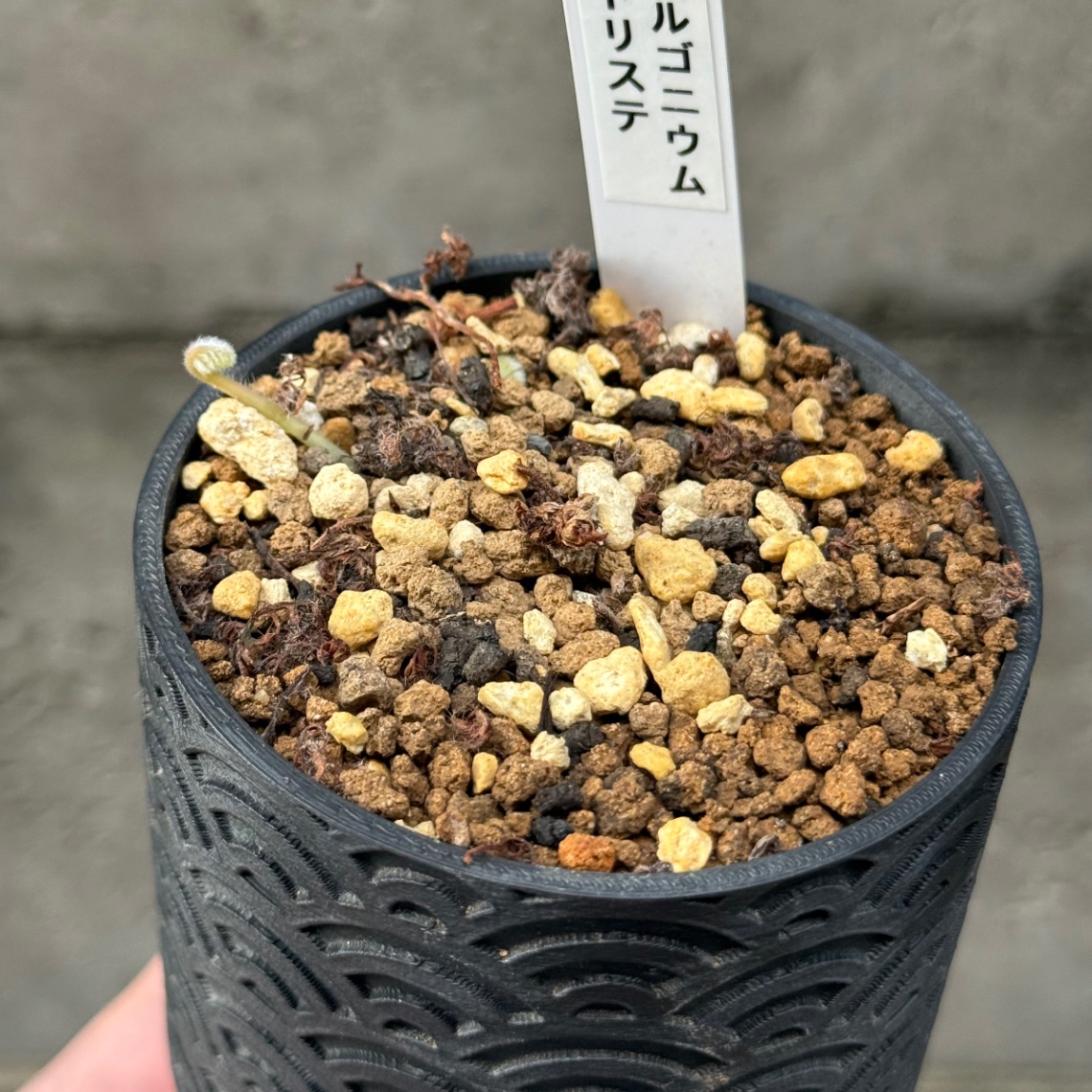 2025/10/02 の画像