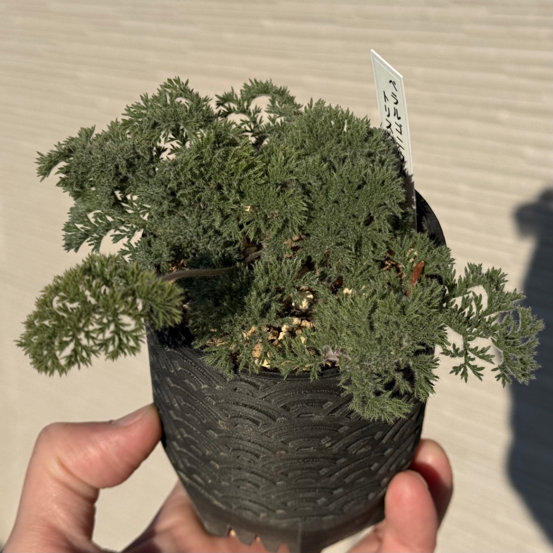 2026/01/08 の画像