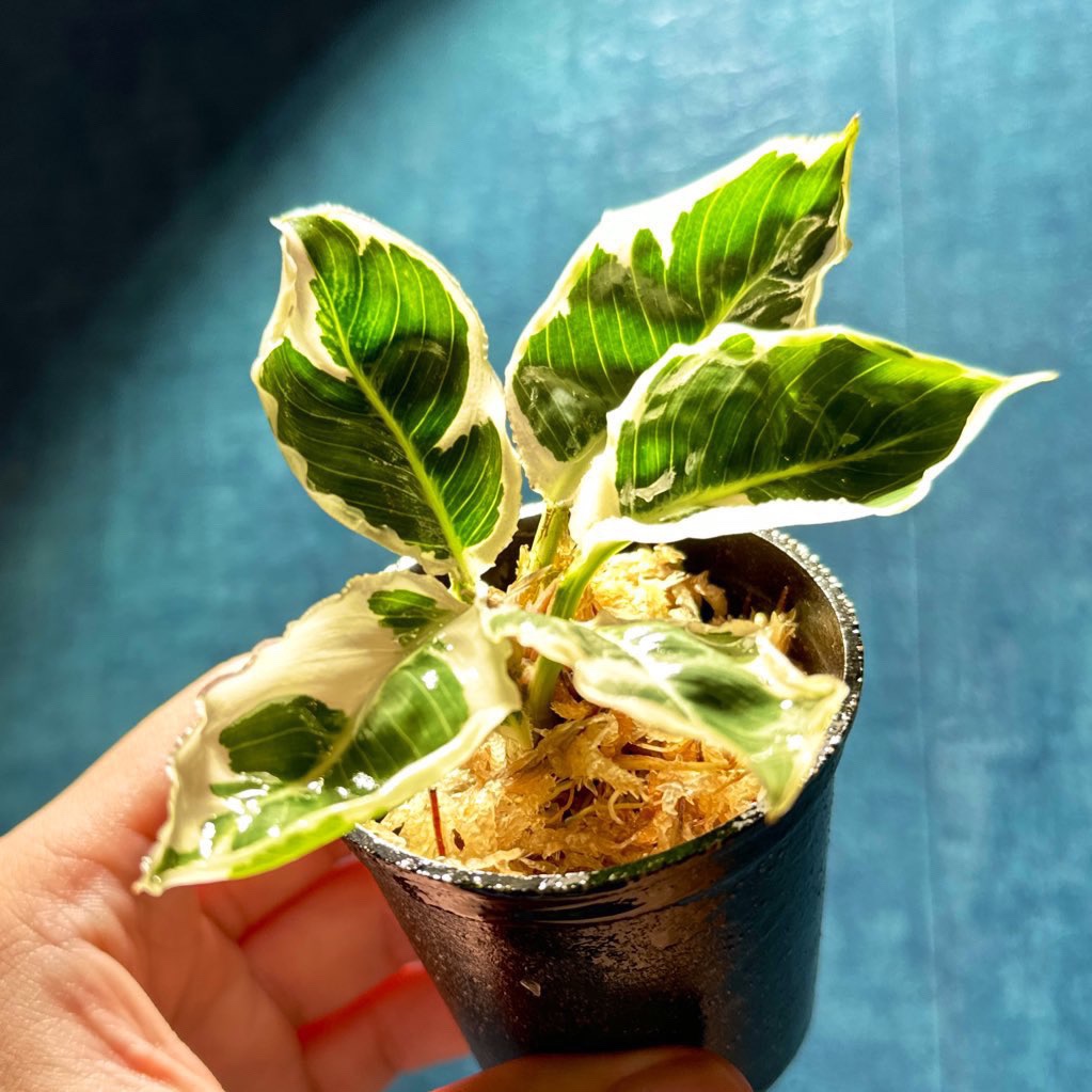 masaya.botanica の画像