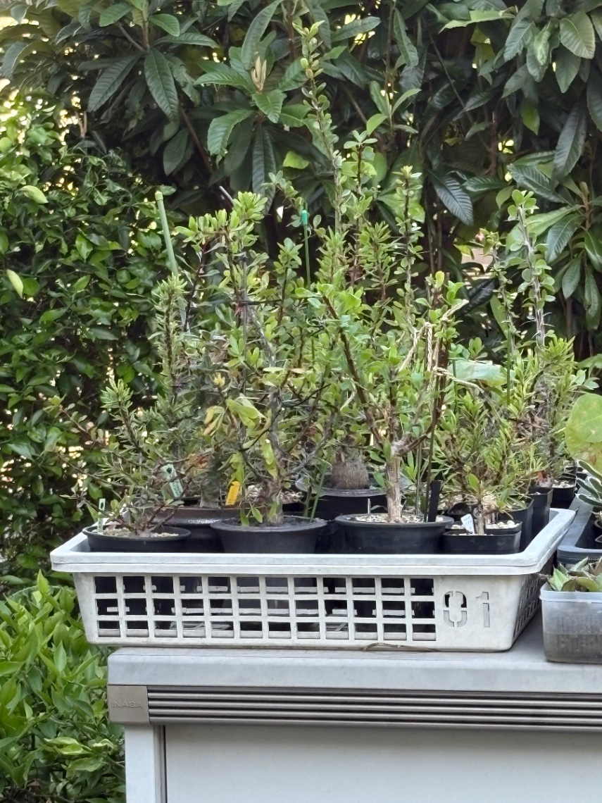 好きな植物 の画像