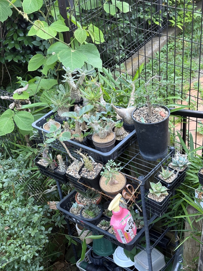 パキポは外が1番 の画像