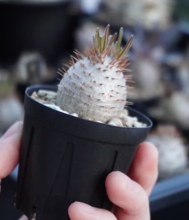 愛情込めて大切に育てました の画像