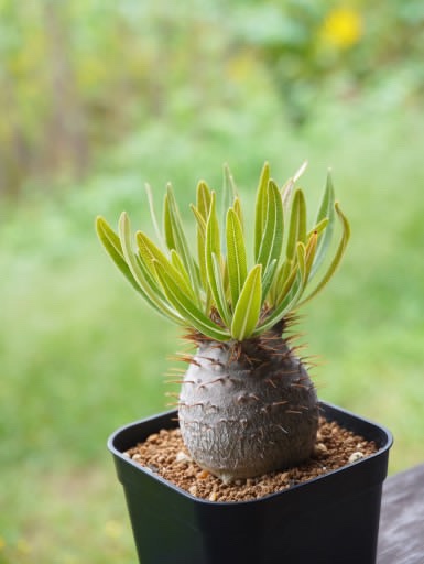 大切なパキポディウムを の画像