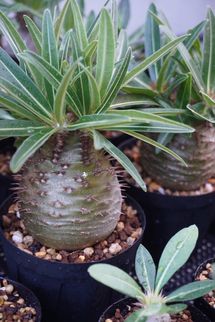 かたまりブースで の画像