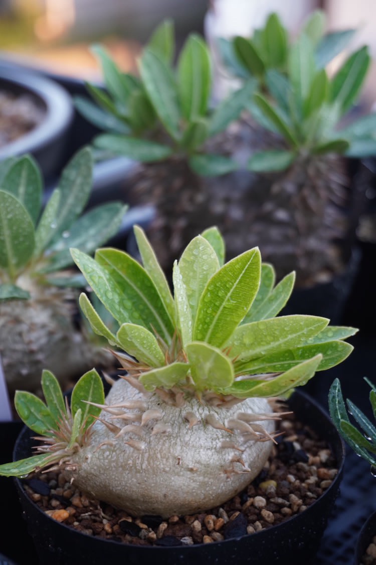 植物と出会う の画像