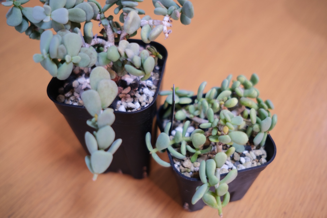 親木となったCeraria pygmaea の画像