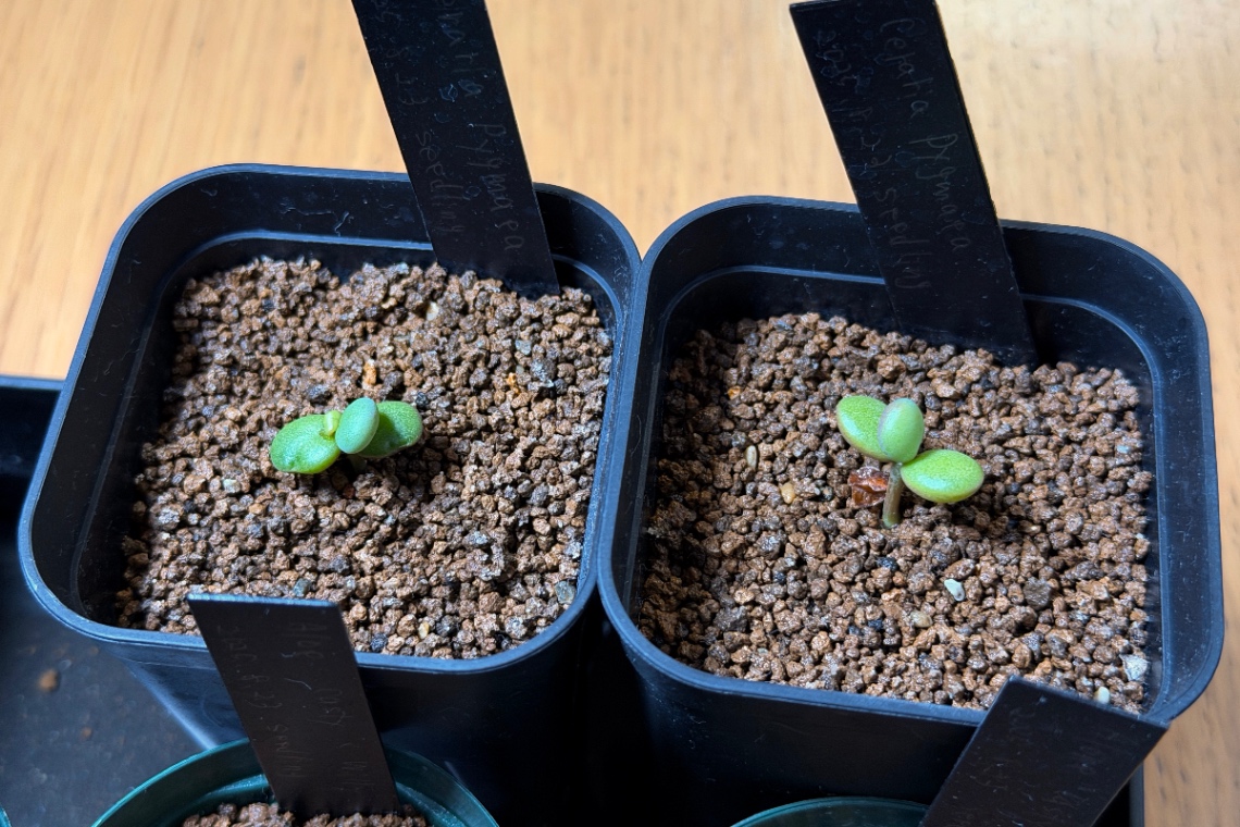 2025/10/10 の画像