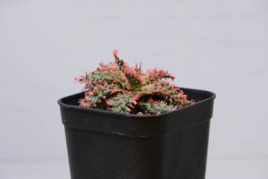 Aloe Hyb. awn plants の画像