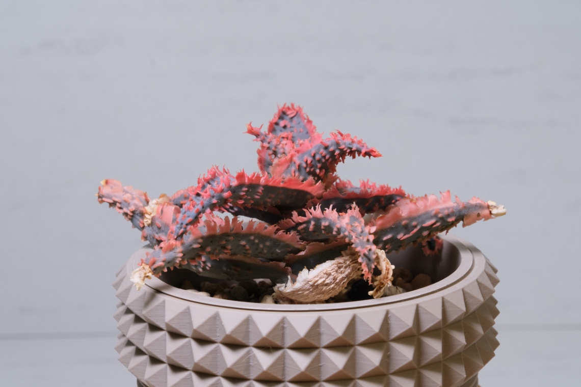 Aloe Hyb. noname の画像