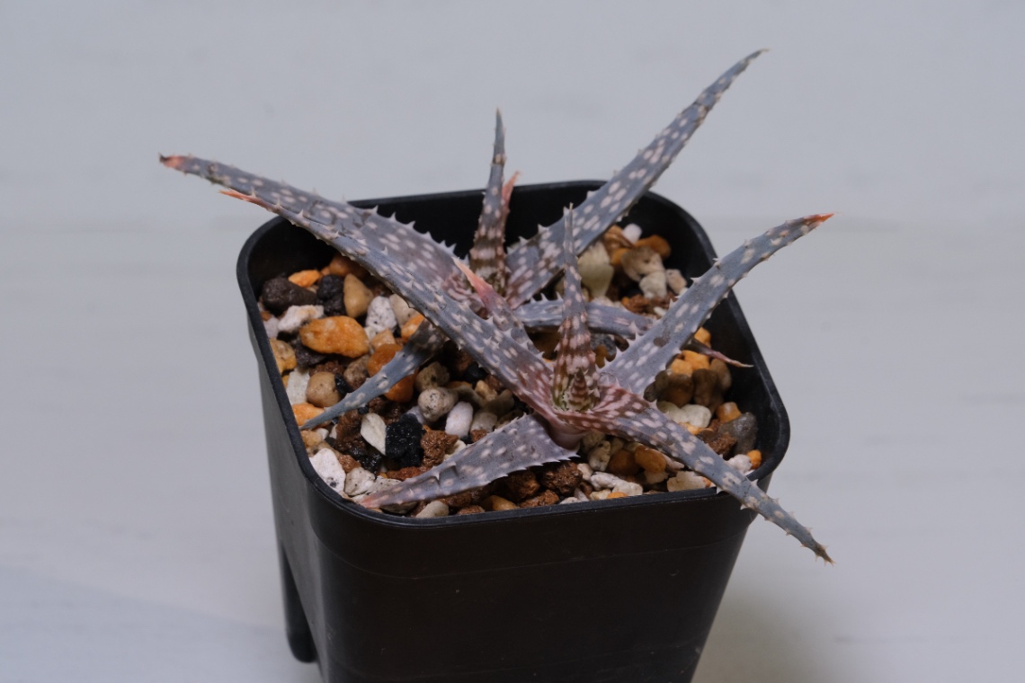 Aloe rauhii Hyb. の画像
