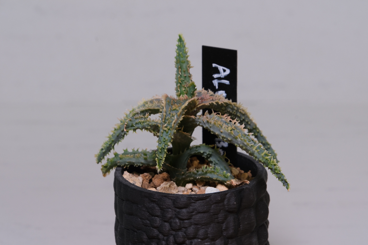 Aloe Hyb. noname の画像