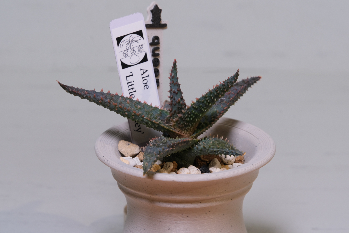 Aloe 'Little Spiky' の画像