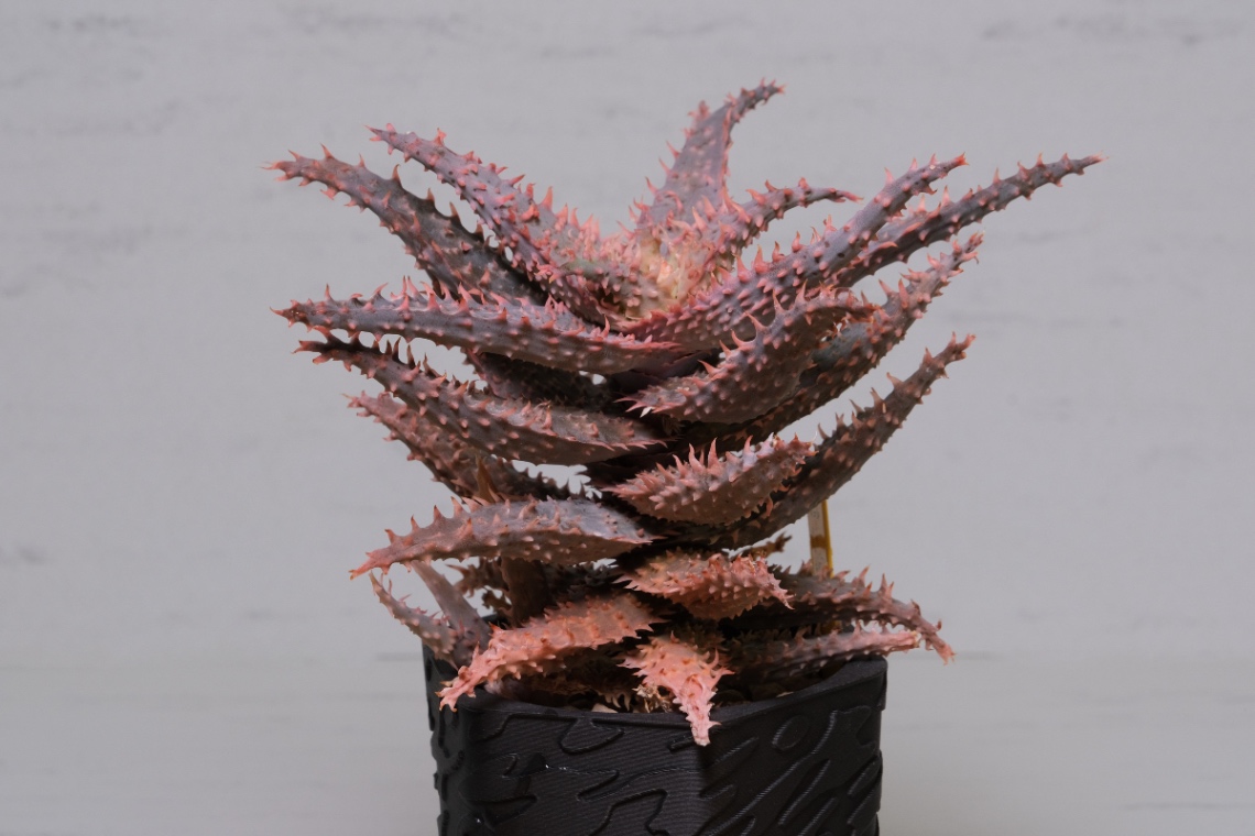 Aloe Hyb. noname の画像