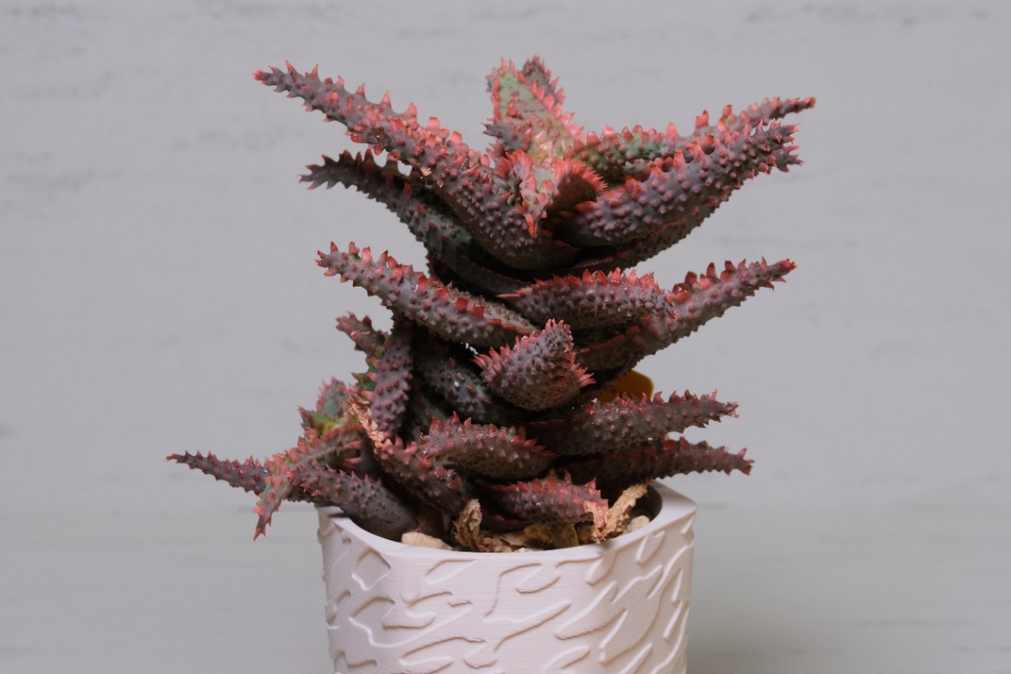 Aloe hyb. noname の画像