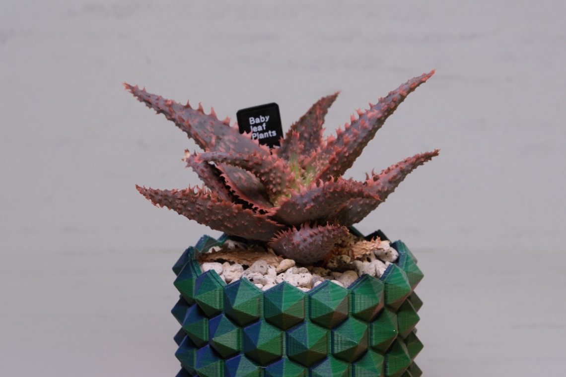 Aloe Hyb. noname の画像