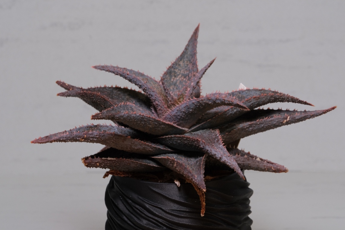 Aloe Hyb. DW No.## の画像