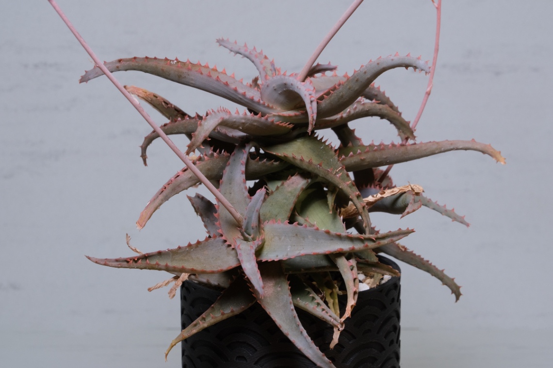 castilloniae Hyb. の画像