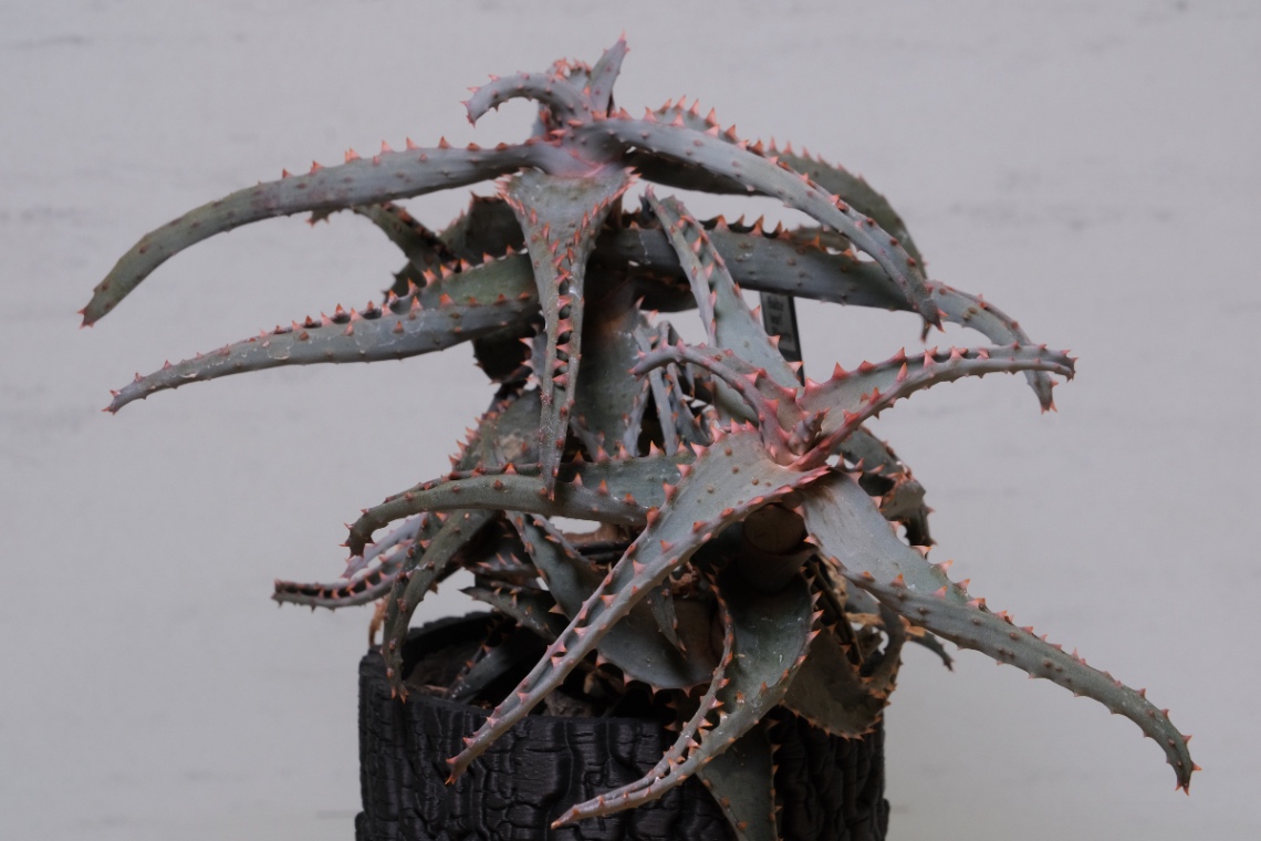 castilloniae Hyb. の画像