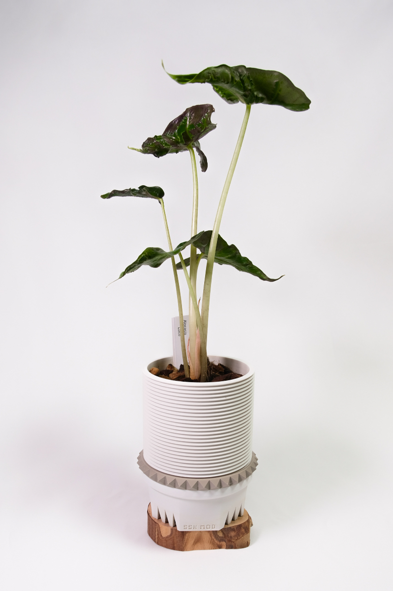 Alocasia 'Loco' × SSN MOD 75mm L の画像