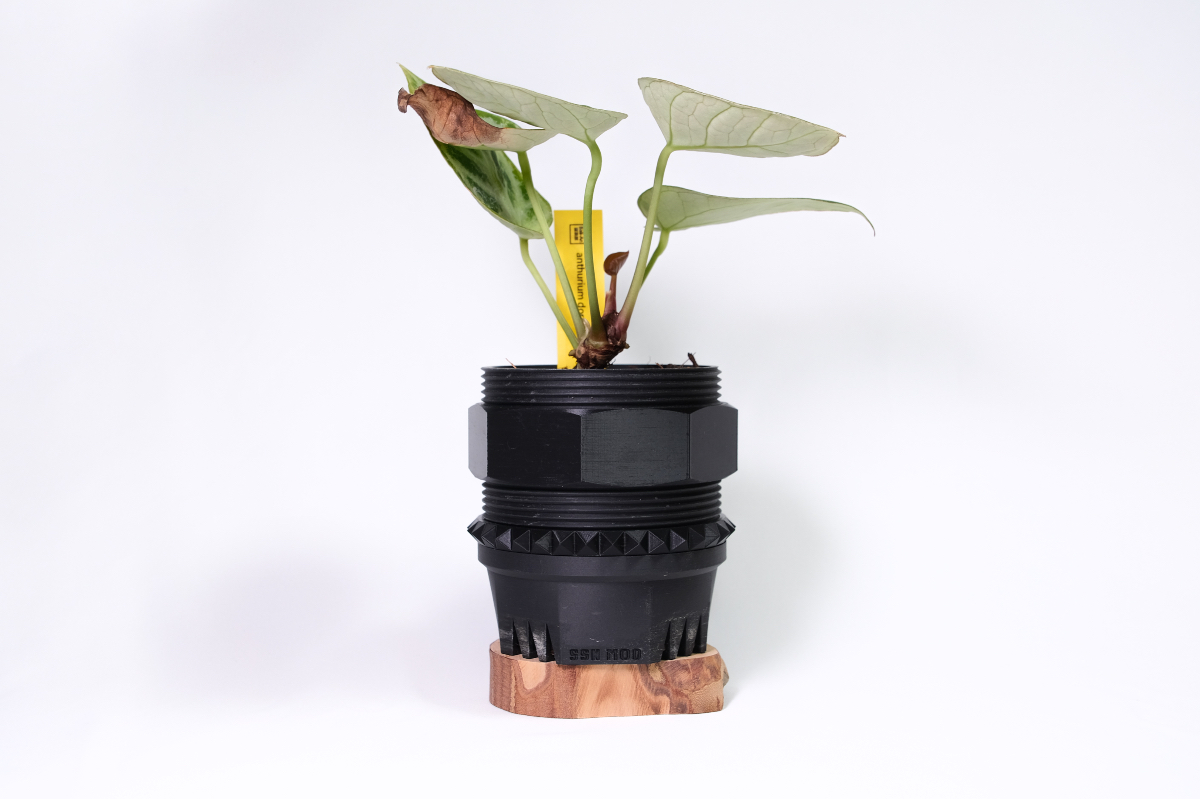 Anthurium Dorayaki Silver × SSN MOD 75mm の画像