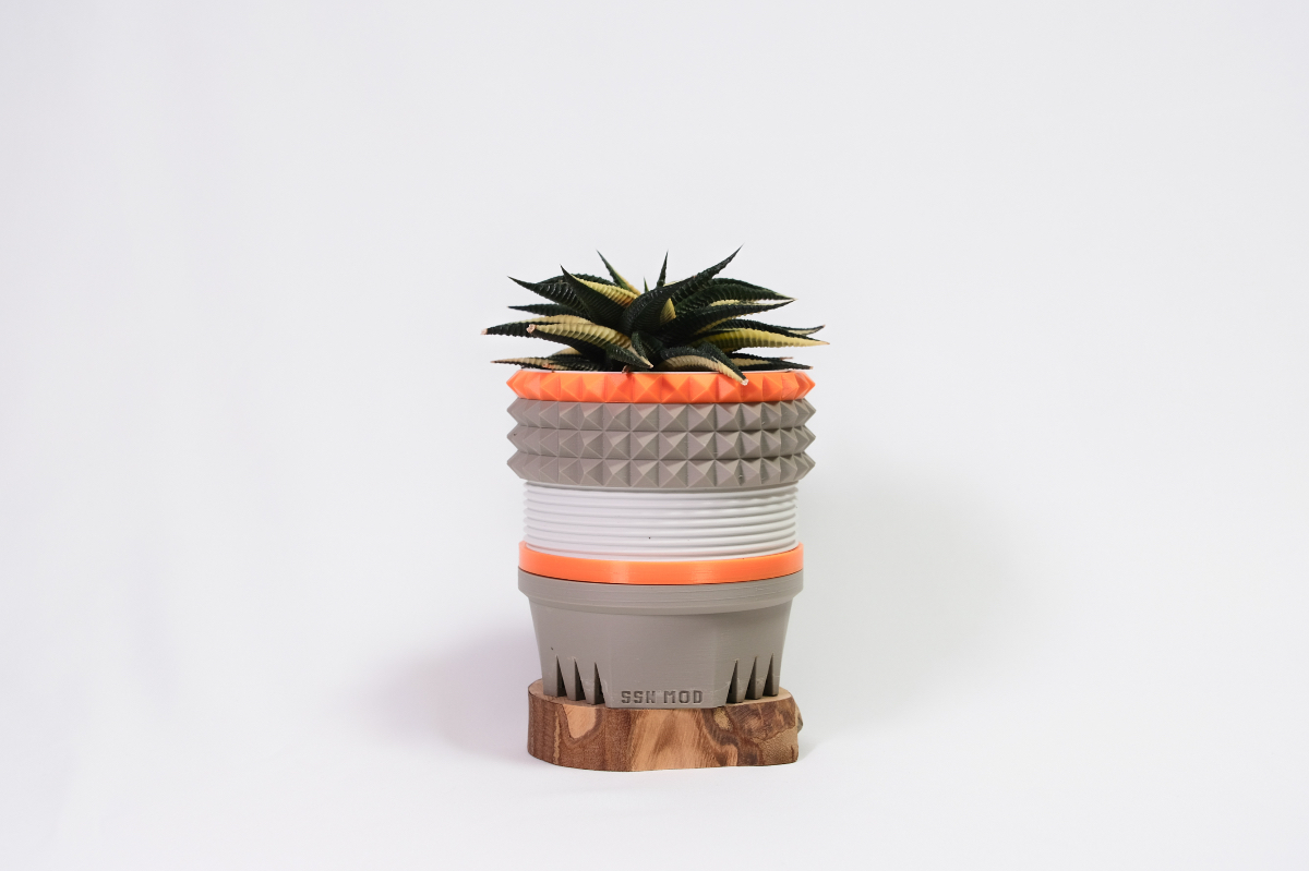 Haworthia limifolia f. variegata × SSN MOD 75mm の画像