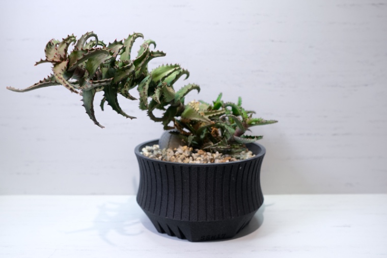 Aloe castilloniae × SSN17 LLL の画像