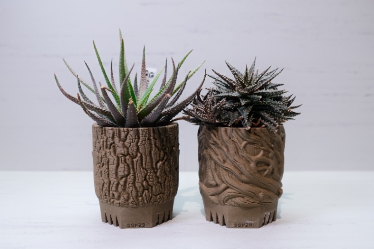 Aloe parvula ×SSN23 / Aloe dentiti ×SSN24 の画像