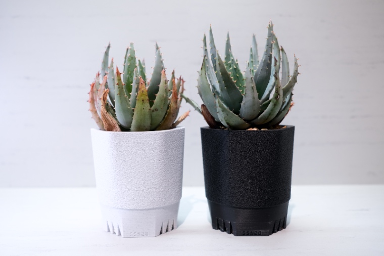 Aloe peglerae × SSN20 Black / White の画像