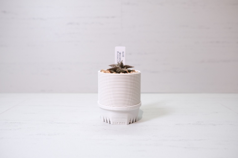 Aloe descoingsii × SSN MOD の画像