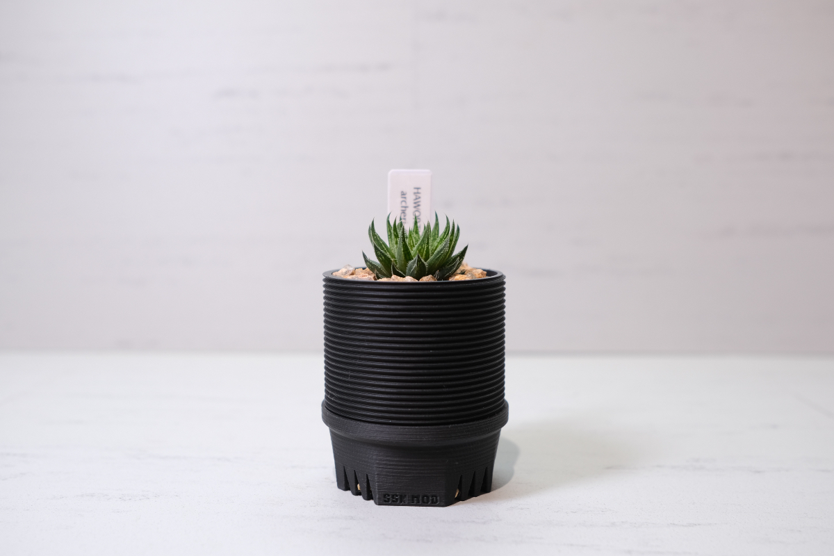 Haworthia archeri × SSN MOD の画像