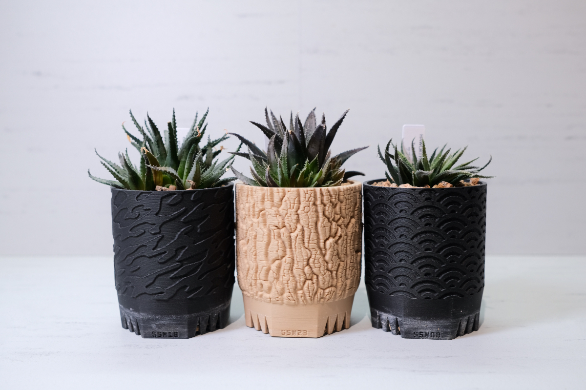 Haworthia chloracantha v.subglauca × SSN18/SSN23/SSN08 の画像