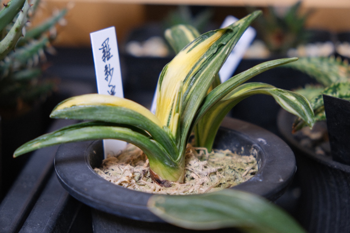 羅紗実生 の画像