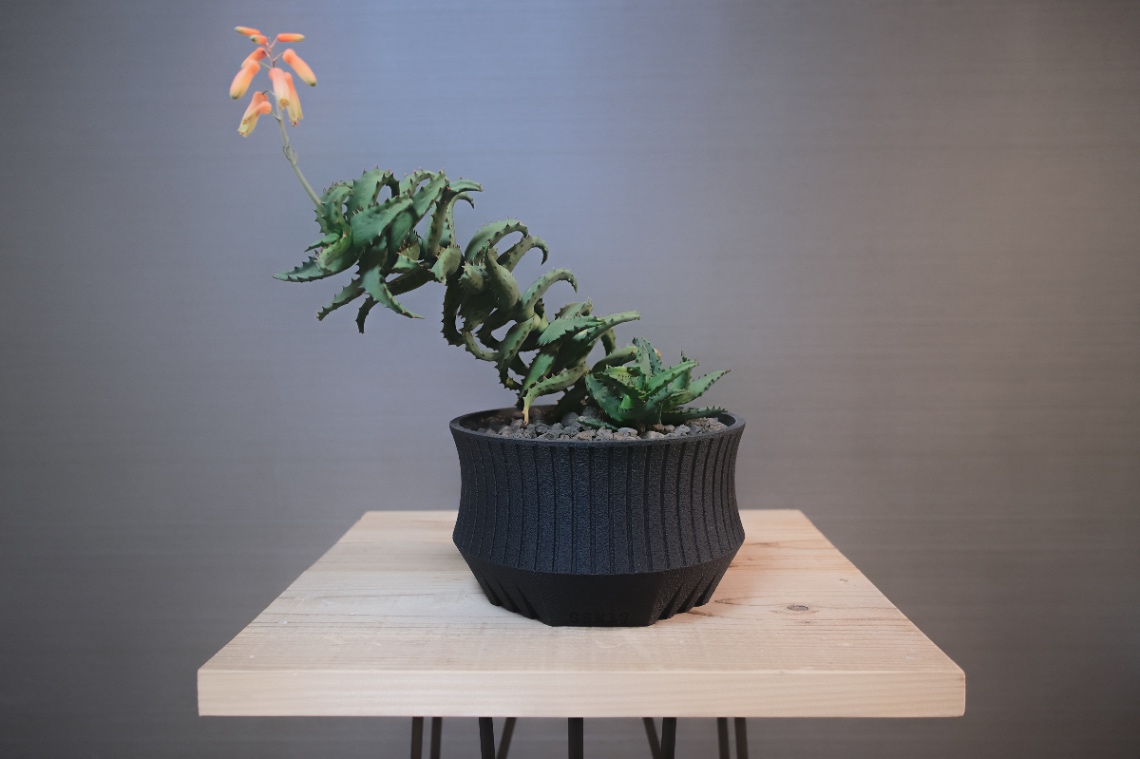 最近推しの植物 の画像