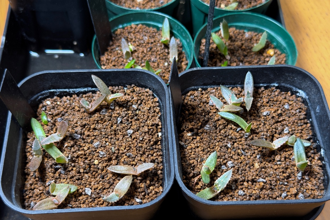 2025/10/10② の画像