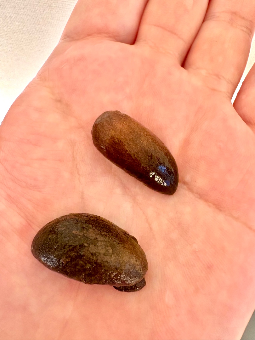 種子の形状 の画像