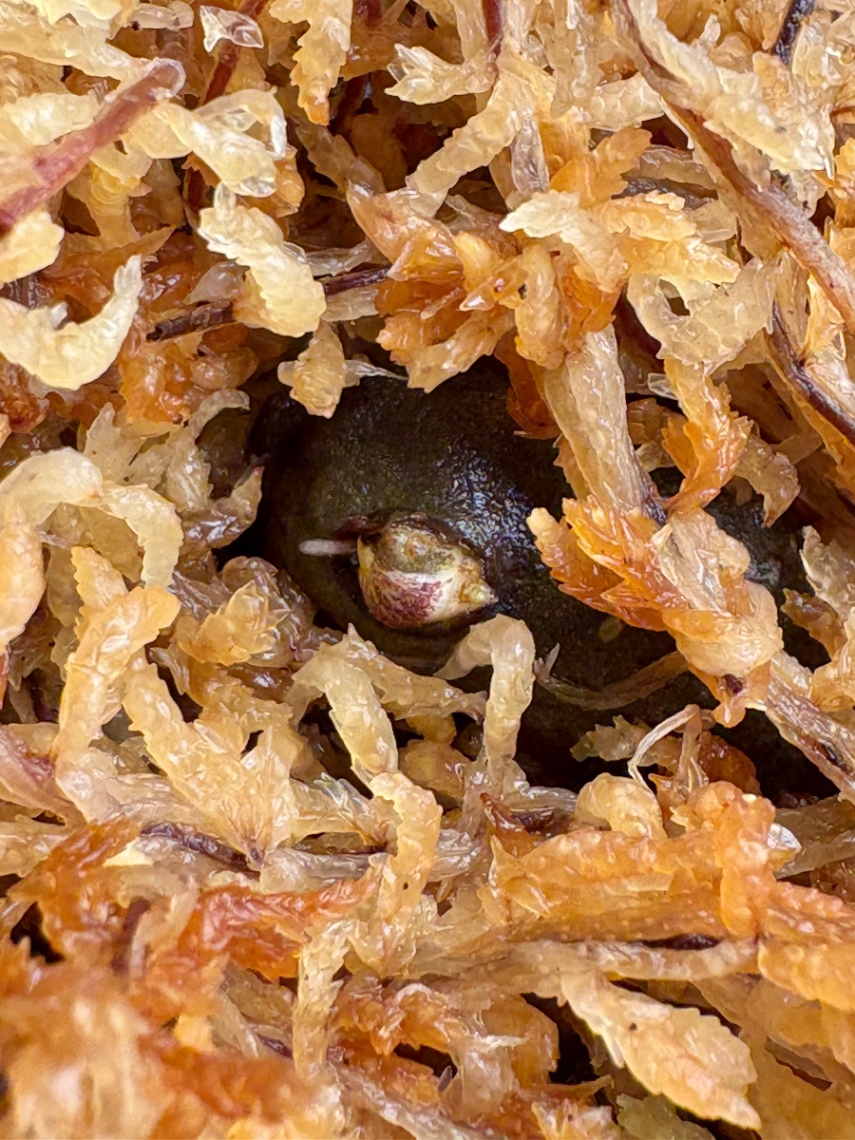 発芽時の様子 の画像