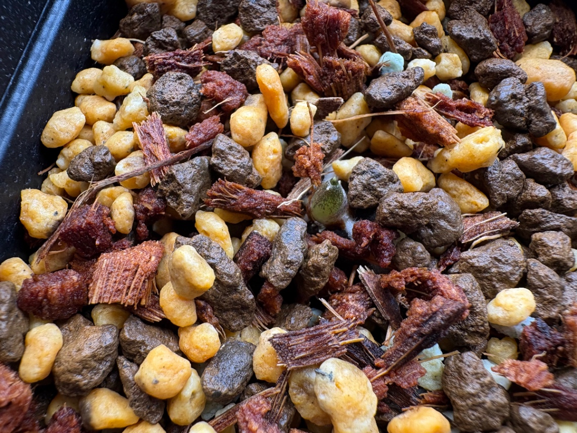 用土に植え付け の画像